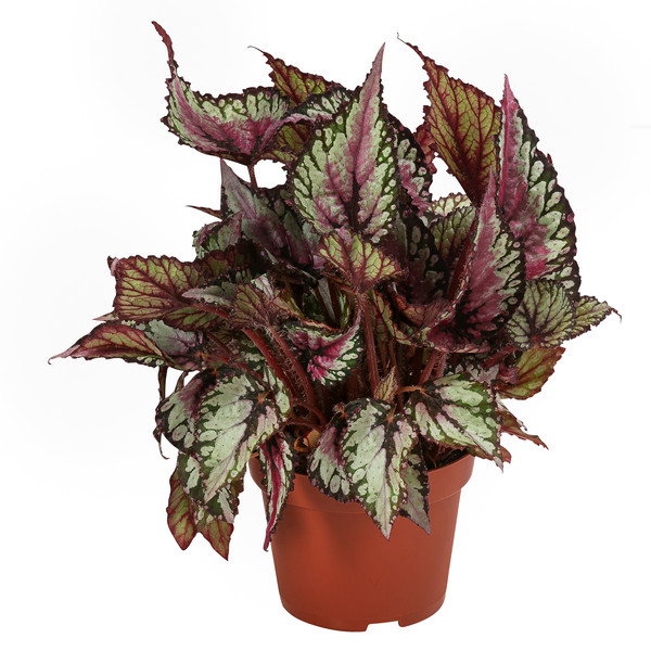 Blattbegonien-Set - Begonia rex-Hybriden, 3-teilig