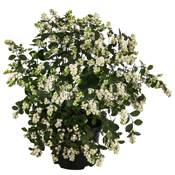 Blütenhecke 'White Hedge', 4er-Set