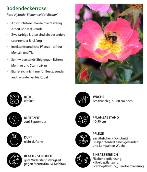 Bodendeckerrose 'Bienenweide® Bicolor'