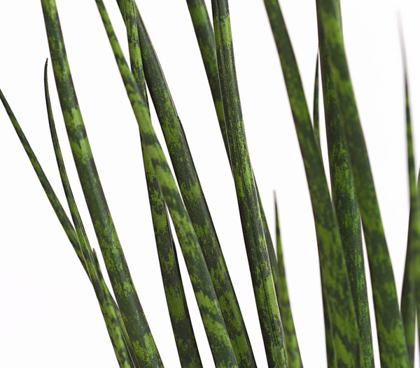 Bogenhanf - Sansevieria cylindrica 'Mikado'