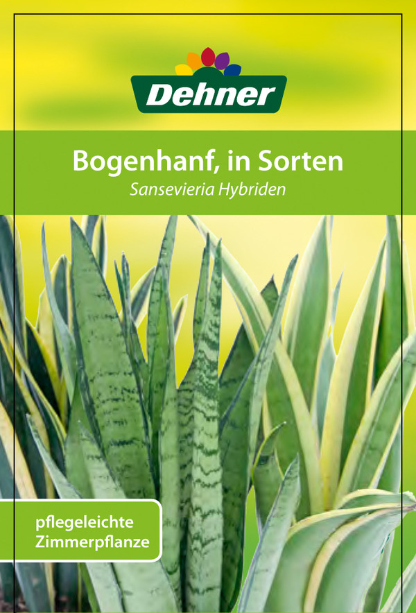 Bogenhanf - Sansevieria trifasciata 'Moonshine'