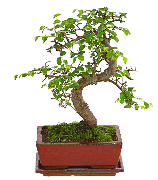 Bonsai Chinesische Ulme - Ulmus parviflora, Anfänger-Set