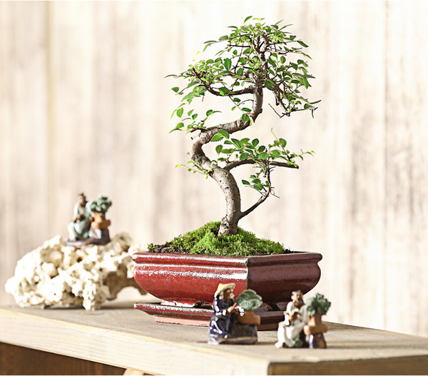 Bonsai Chinesische Ulme - Ulmus parviflora