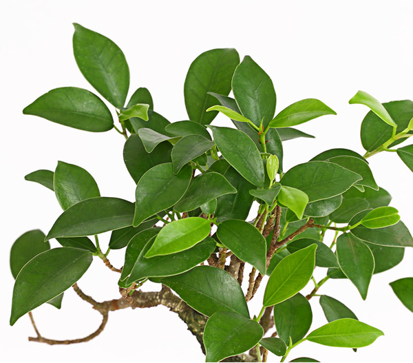 Bonsai Chinesischer Feigenbaum - Ficus retusa, 6 Jahre