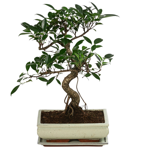 Bonsai Chinesischer Feigenbaum - Ficus retusa, Anfänger-Set, 10 Jahre