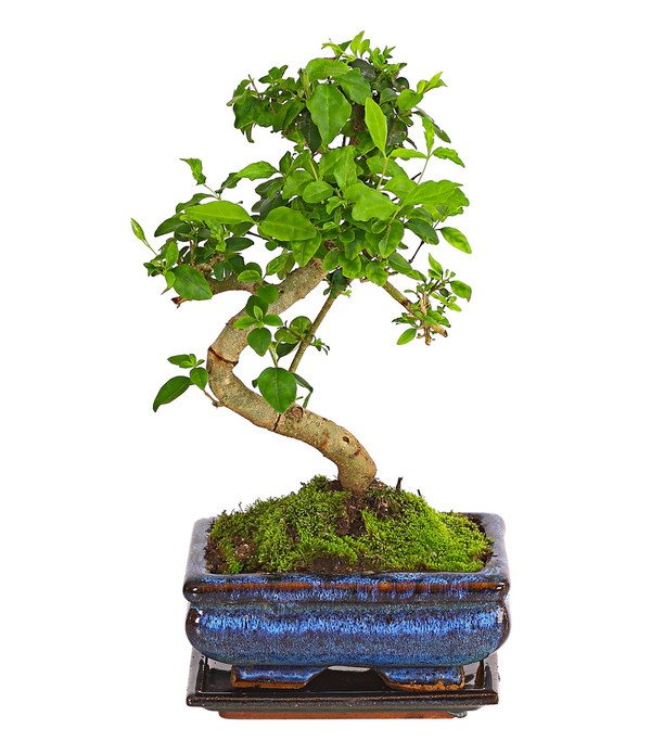 Bonsai Chinesischer Liguster - Ligustrum sinensis, Anfänger-Set