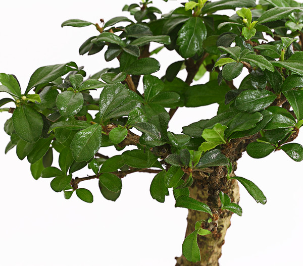 Bonsai Fukientee - Carmona microphylla, kugelförmig, 6 Jahre