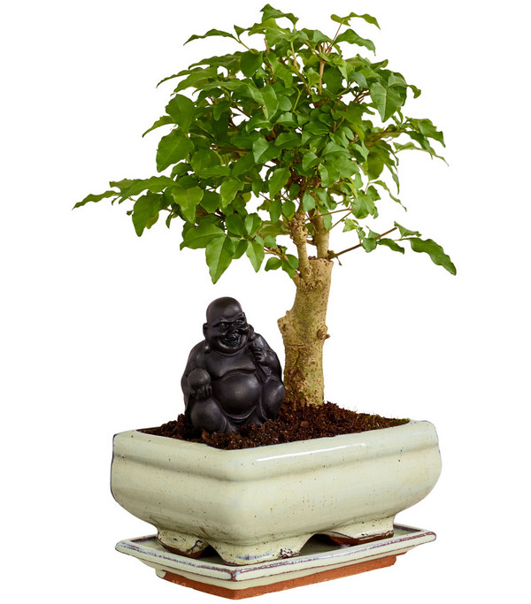 Bonsai mit Buddha, verschiedene Sorten