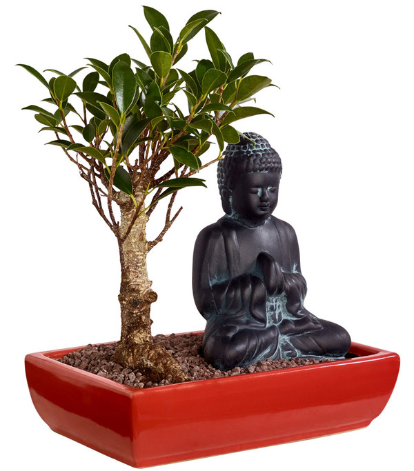 Bonsai mit Buddha/Pagode, verschiedene Sorten