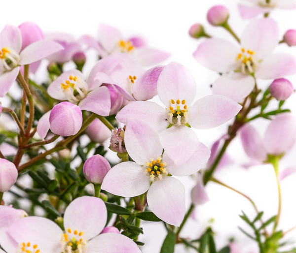 Duftsternchen - Boronia anemonifolia