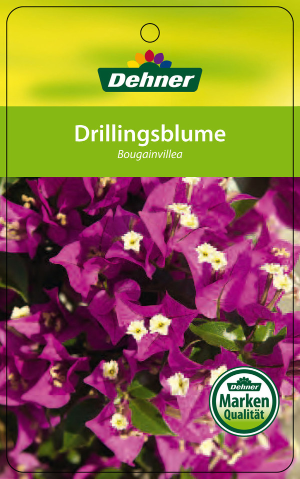 Drillingsblume, Ministamm