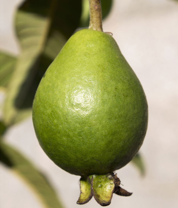 Brasilianische Guave
