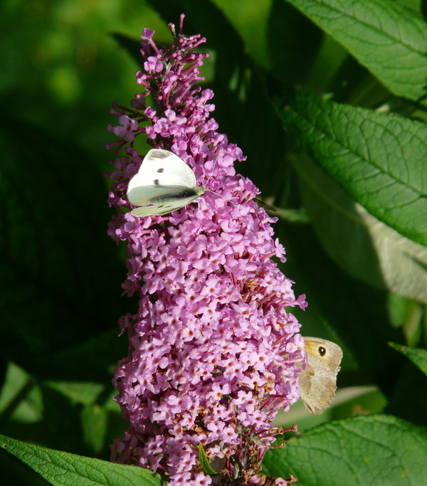 Sommerflieder, verschiedene Sorten