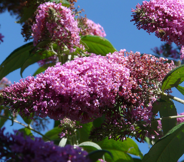 Sommerflieder, verschiedene Sorten