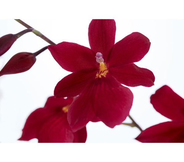 Burrageara-Orchidee - Burrageara cultivars 'Nelly Isler'