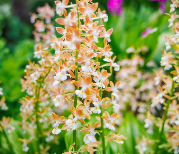 Calanthe