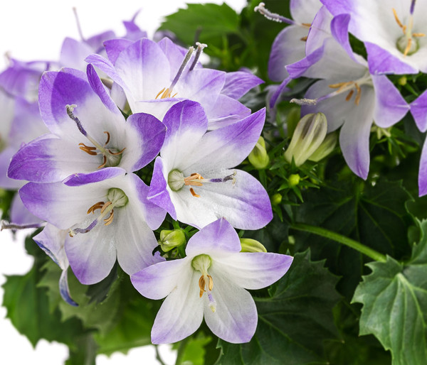 Glockenblume - Campanula porscharskyana 'Fancy Mee®'