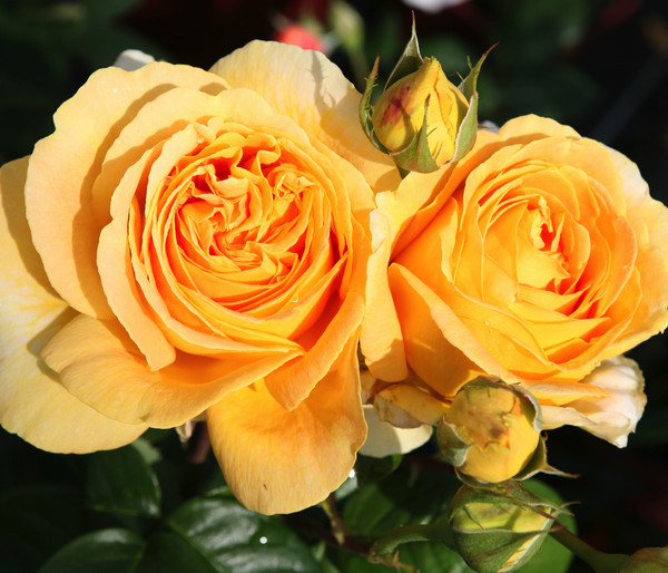 Edelrose 'Candlelight®'