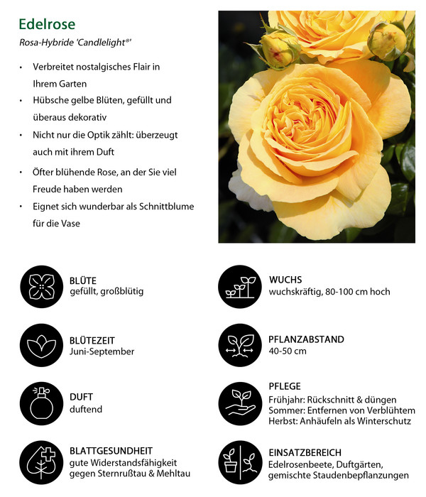 Edelrose 'Candlelight®'