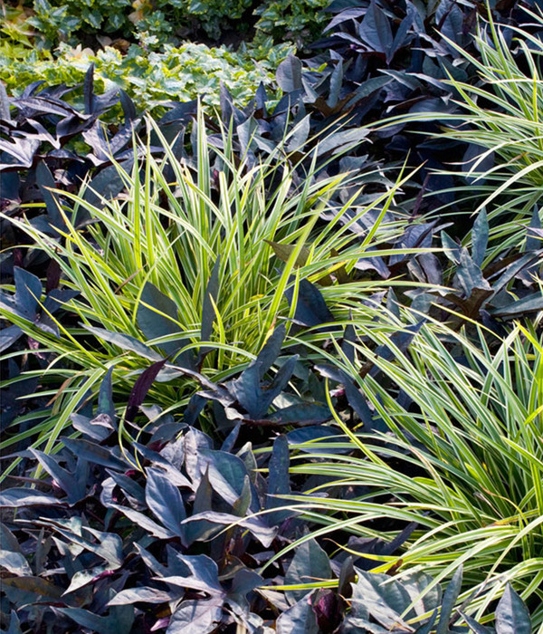 Weißbunte Japan-Segge 'Variegata'