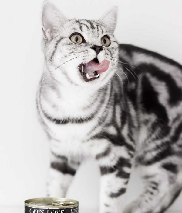 CAT'S LOVE Nassfutter für Katzen Junior, 6 x 200 g