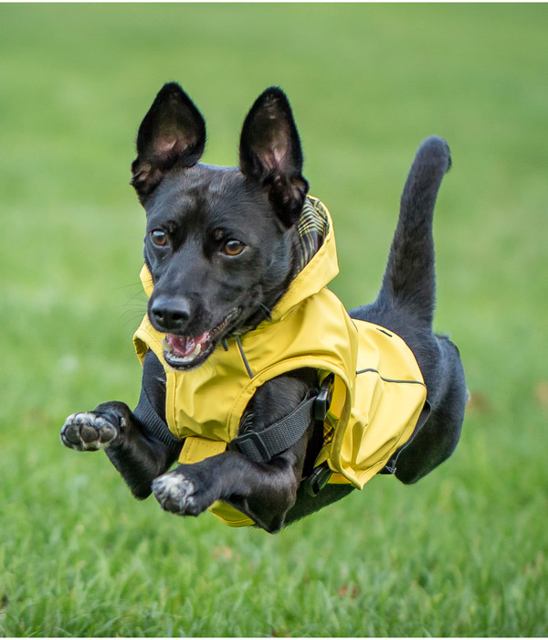 CHIARA® Hunde-Regenmantel mit Geschirr SCOTTY