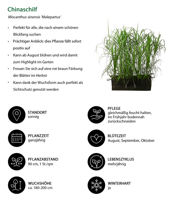 Chinaschilf 'Malepartus' in Pflanztasche, ca. B100 cm