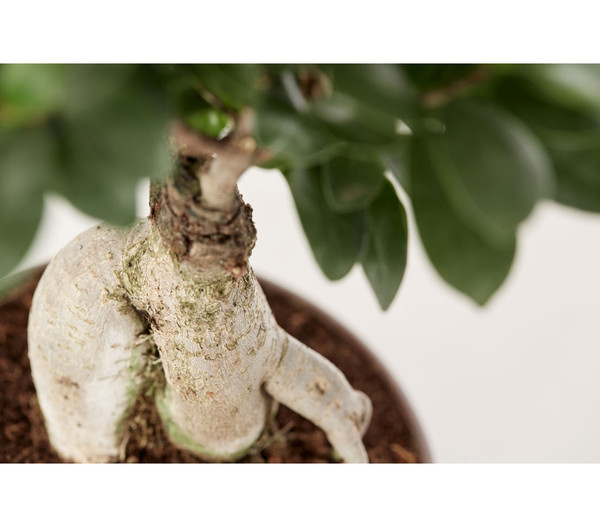 Chinesische Feige - Ficus microcarpa 'Ginseng', Schale