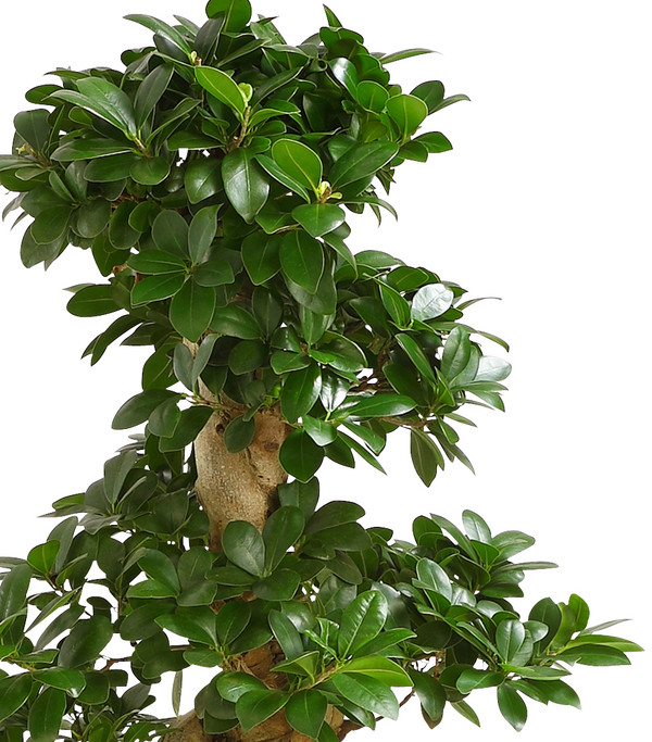 Chinesische Feige - Ficus microcarpa 'Ginseng'