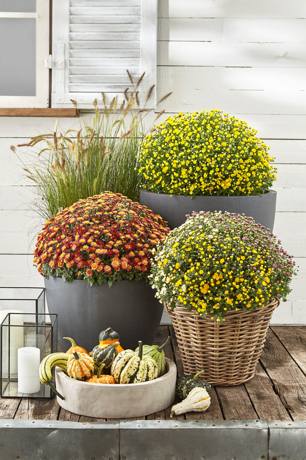 Garten Chrysanthemen-Trio