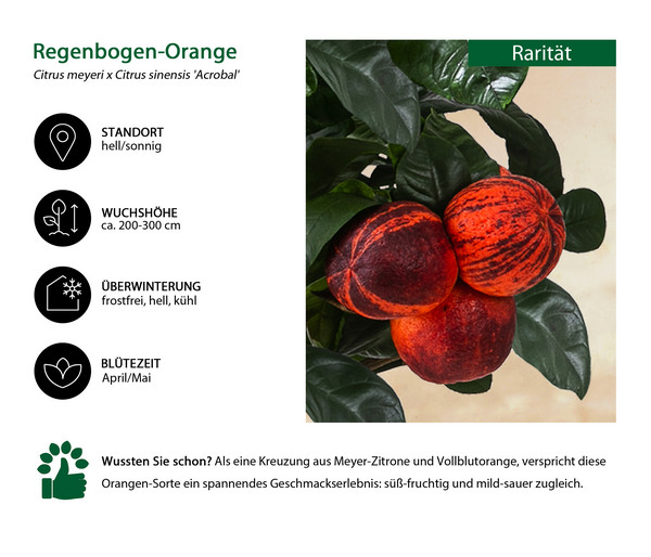 Regenbogen-Orange 'Acrobal'