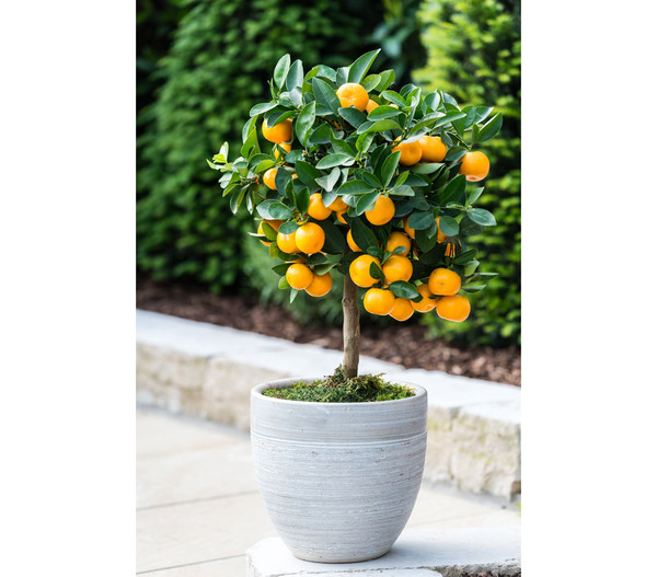 Calamondin-Orange