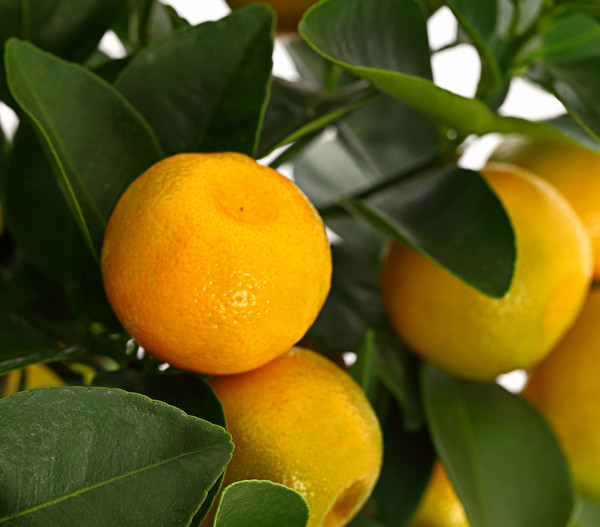 Calamondin-Orange