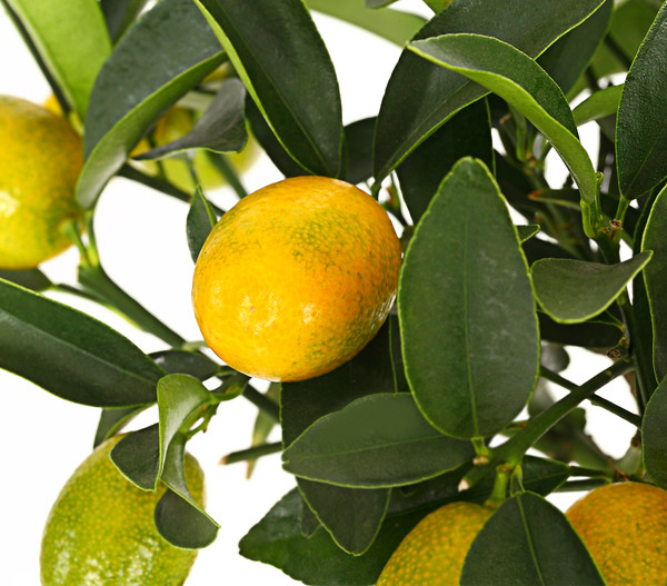 Kumquat