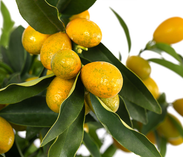 Kumquat