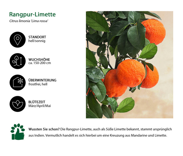 Rangpur-Limette 'Lima rossa'