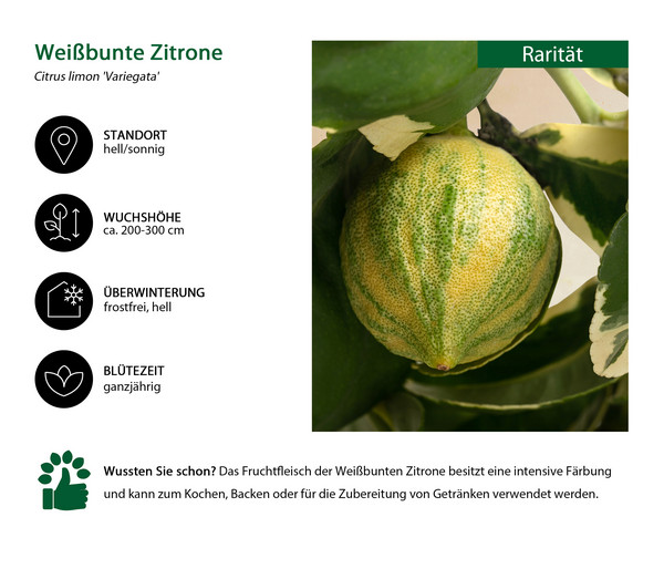 Weißbunte Zitrone 'Variegata'