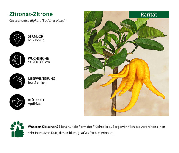 Zitronat-Zitrone 'Buddhas Hand'