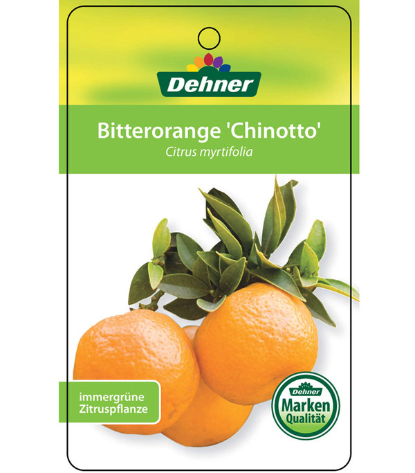 Bitterorange 'Chinotto'