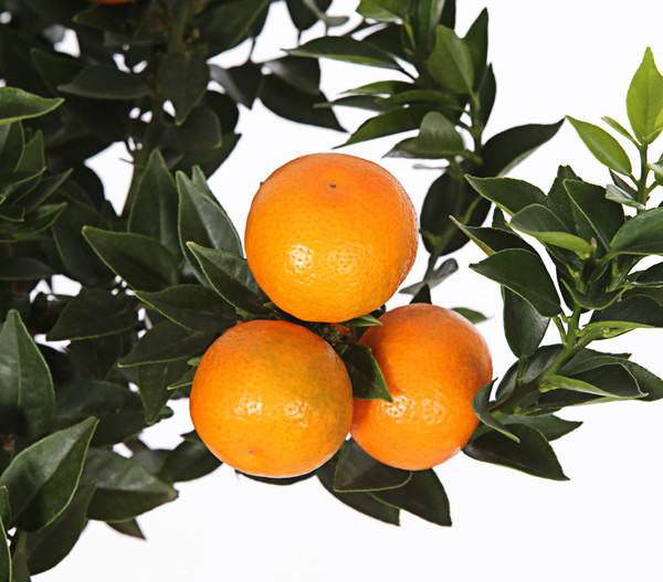 Bitterorange 'Chinotto'