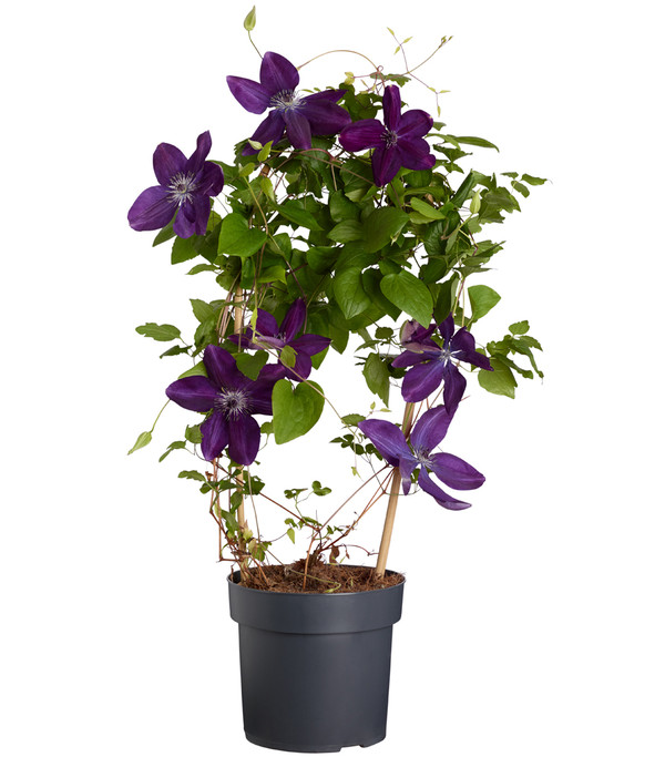 Waldrebe - Clematis, blau, Bogen