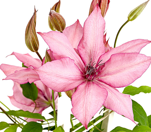 Waldrebe - Clematis, Spalier