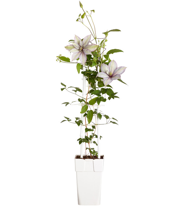 Waldrebe - Clematis, Spalier