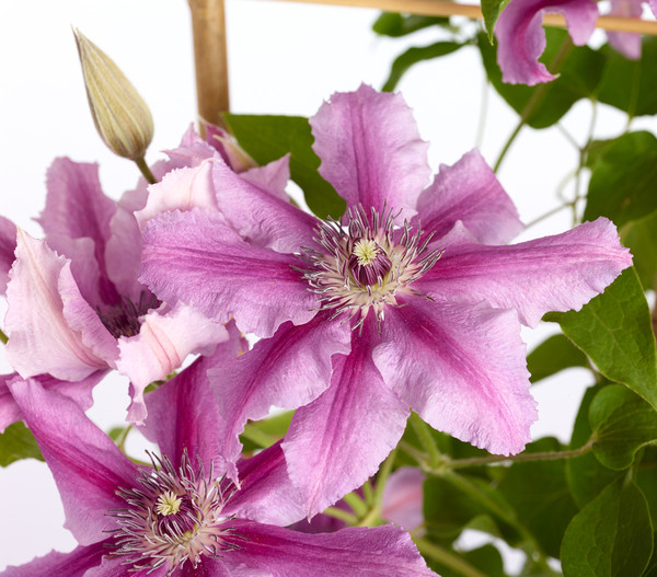 Waldrebe - Clematis, gestreift, Rankhilfe