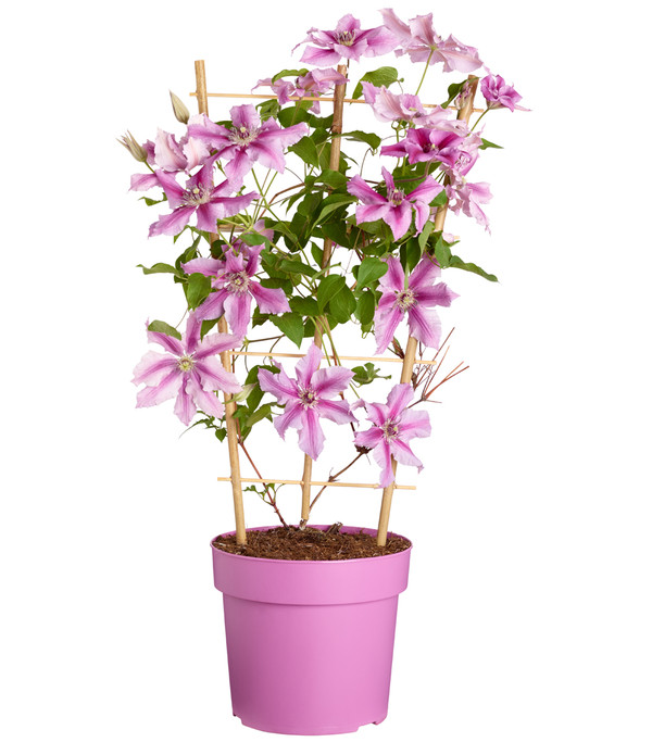 Waldrebe - Clematis, gestreift, Rankhilfe