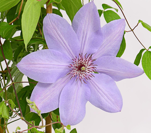 Waldrebe - Clematis, Rankhilfe