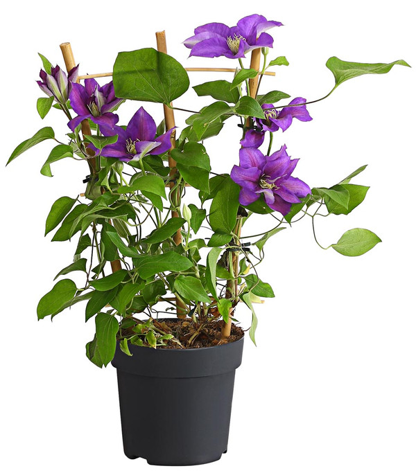 Waldrebe - Clematis, Rankhilfe