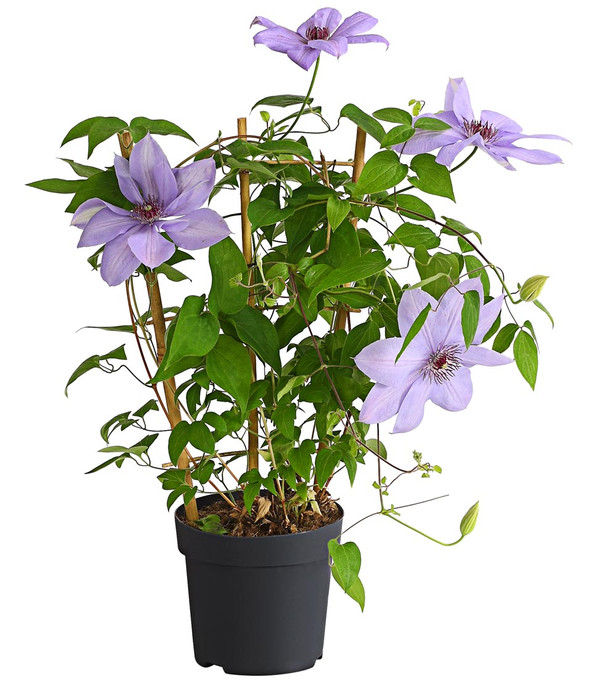 Waldrebe - Clematis, Rankhilfe