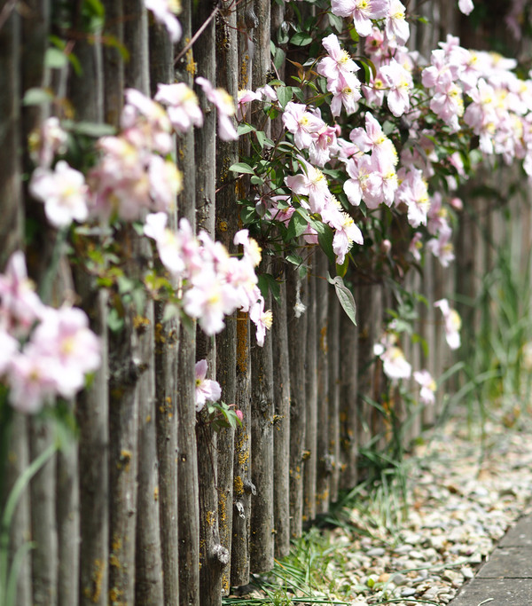 Berg-Waldrebe - Clematis 'Rubens'