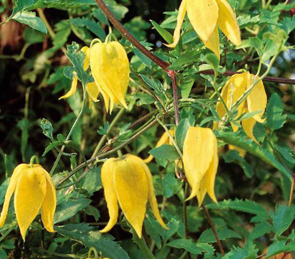 Gold-Waldrebe - Clematis, gelb